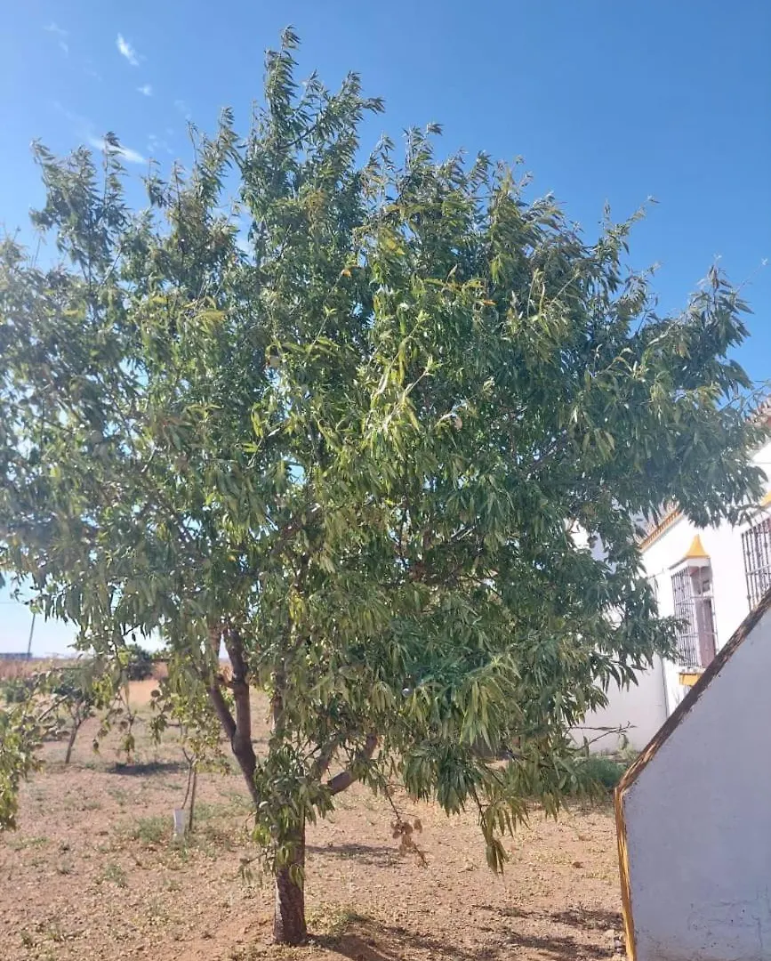 Cortijo Las Cruces Guillena - Sevilla