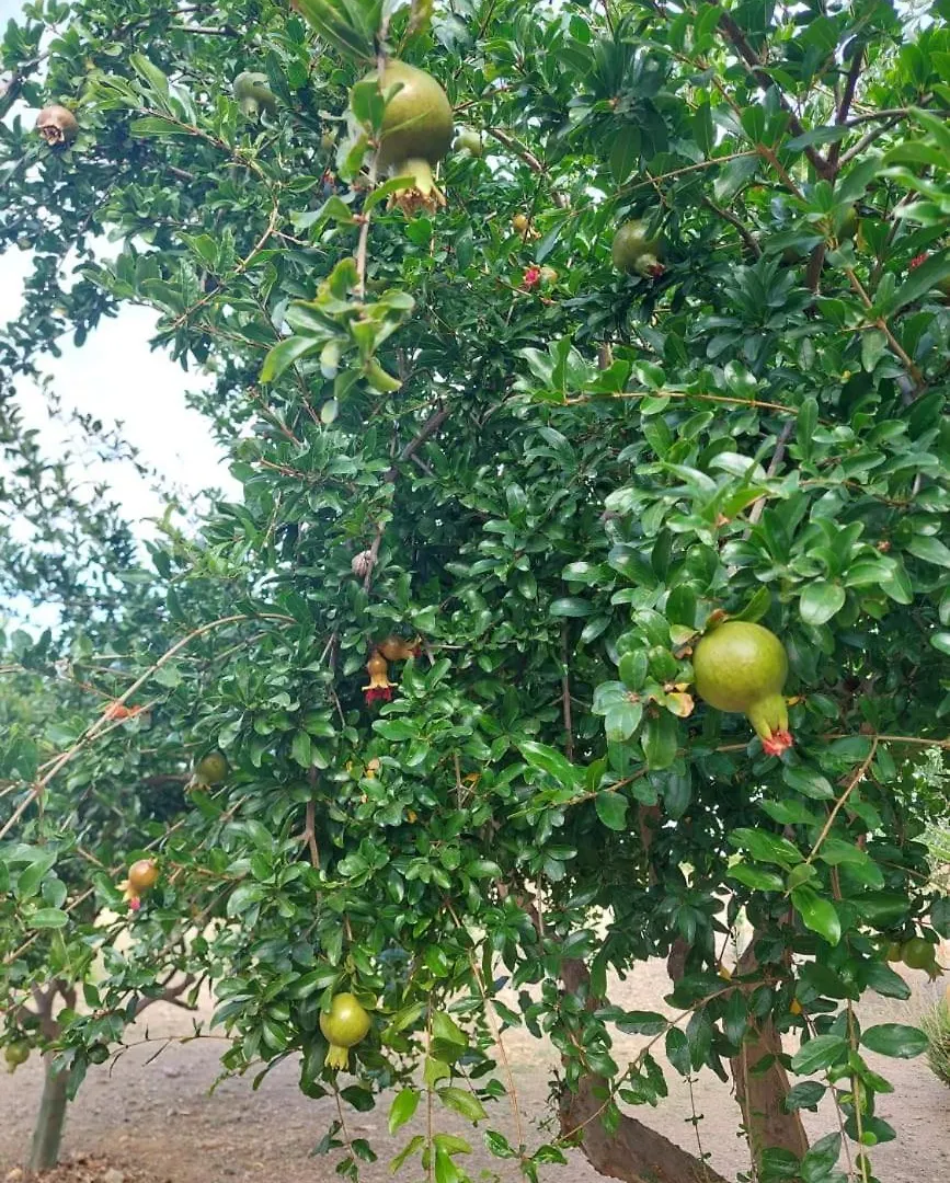 Prázdninový dům Cortijo Las Cruces Guillena - Sevilla