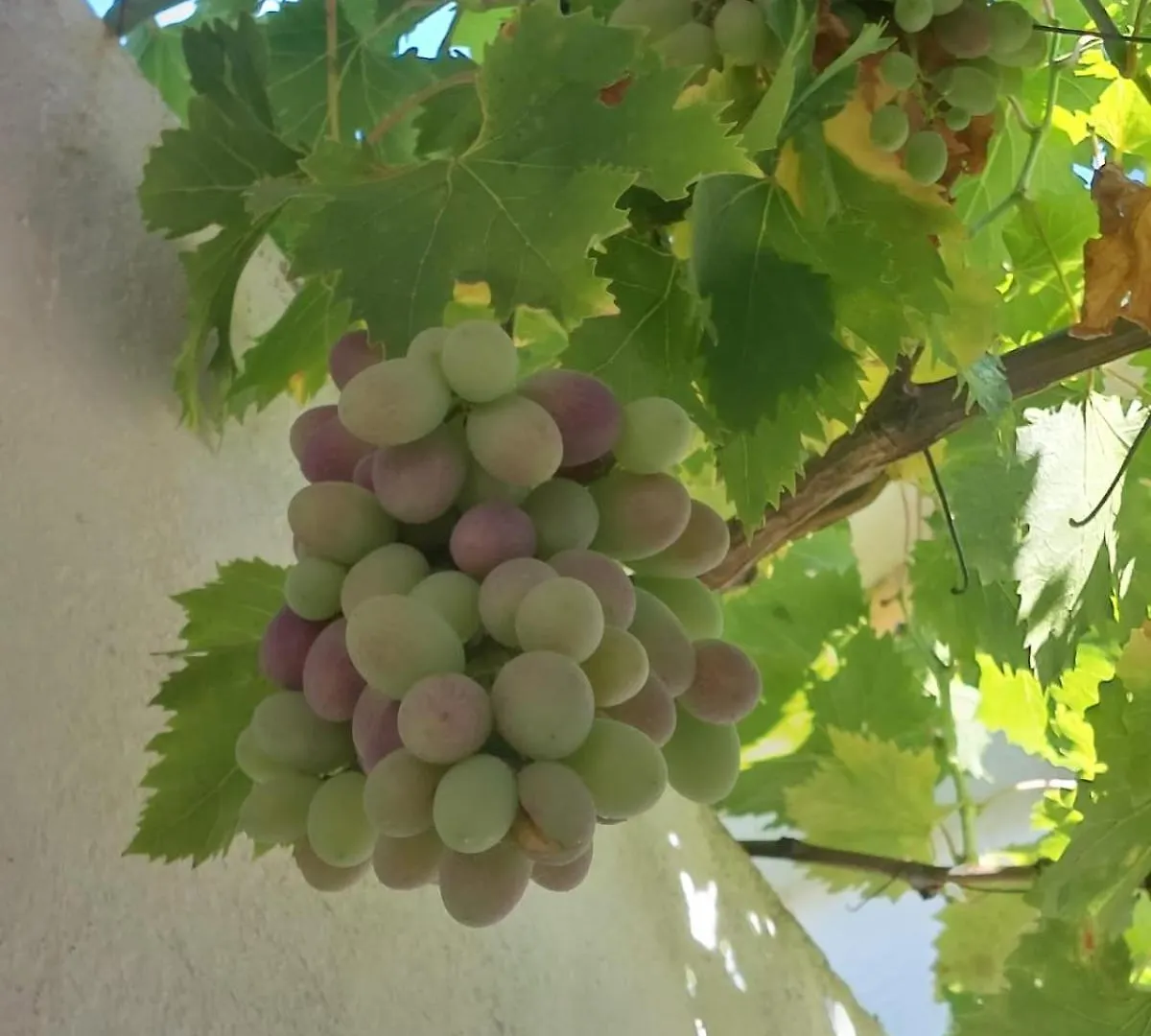 Cortijo Las Cruces Guillena - Sevilla Španělsko