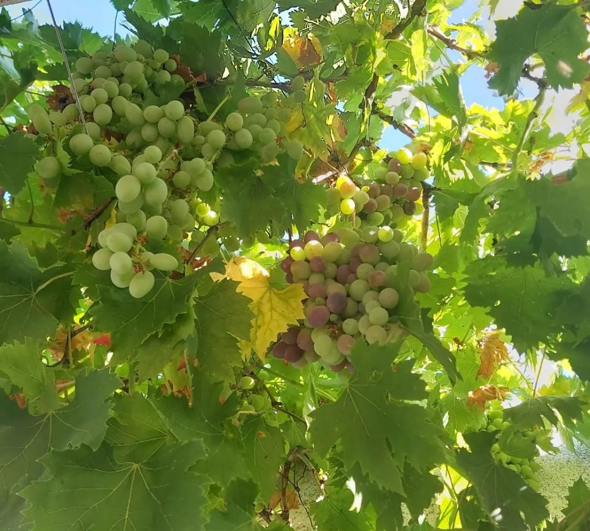 Cortijo Las Cruces Guillena - Sevilla Prázdninový dům